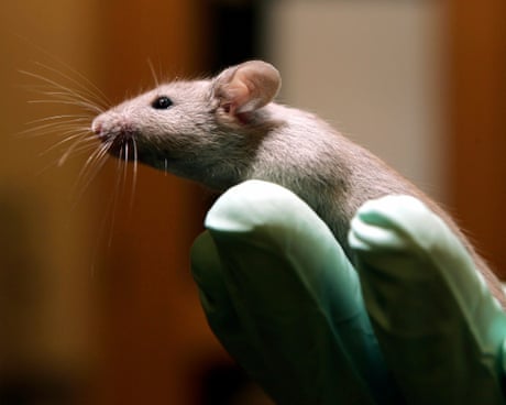 The Guardian view on animal testing: we can stop sacrificing millions of lives for our own health