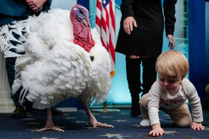 Thanksgiving and the new births of freedom