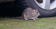 Rats and mice won't come near property if 1 spice is placed in garden
