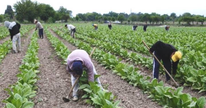 Prorrogan decreto para continuidad laboral rural