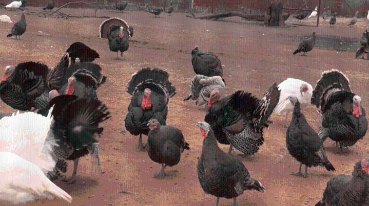 Lindsborg farmer working to preserve heritage turkeys