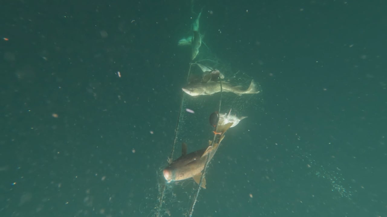 Cod stock in 3PS is in critical zone, says DFO assessment