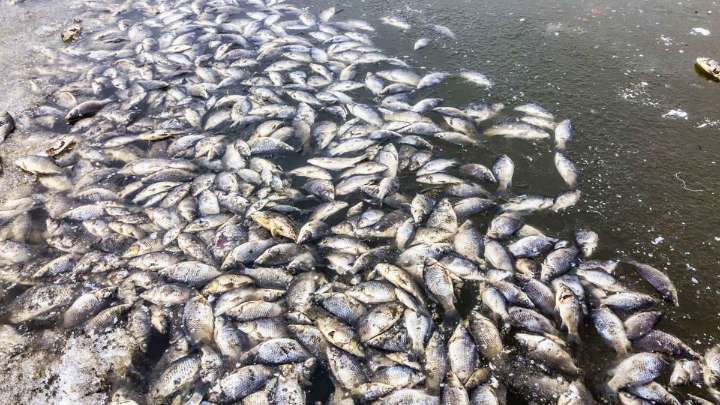 El único país de América donde llueven peces plateados al menos una vez al año