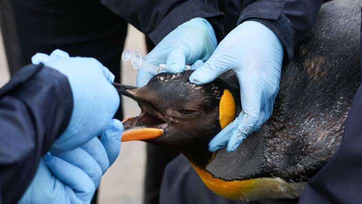 Edinburgh Zoo's penguins receive annual vaccinations