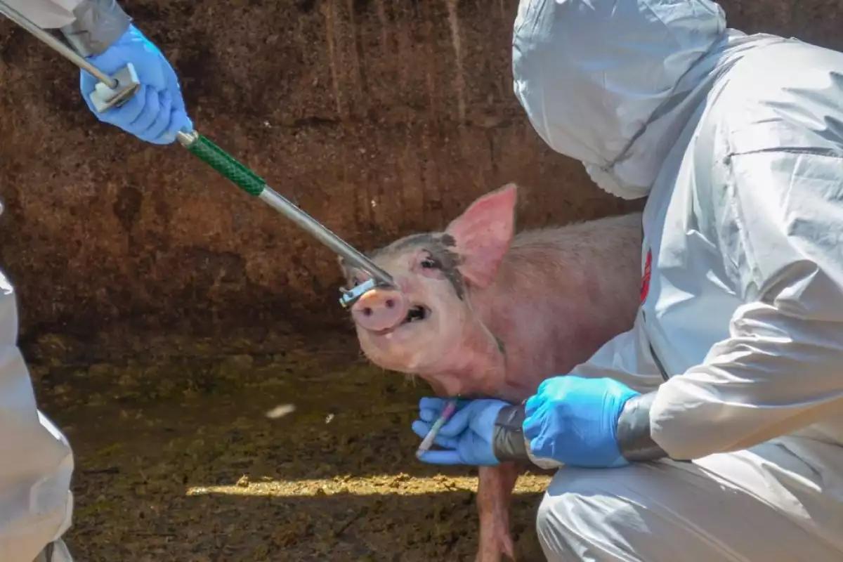 México suspende importación de carne de cerdo desde España por brote de peste porcina africana