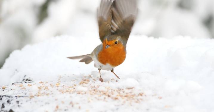 Seven gardening jobs must be done this weekend to keep gardens full of life
