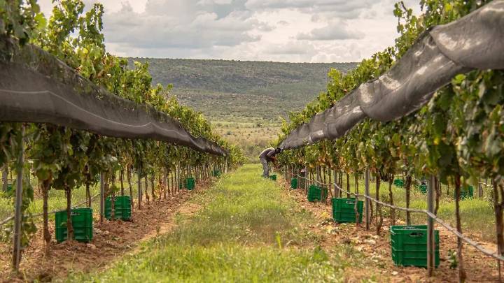 Chihuahua será sede del Premio Mundial de Bruselas, el reconocimiento vinícola más importante