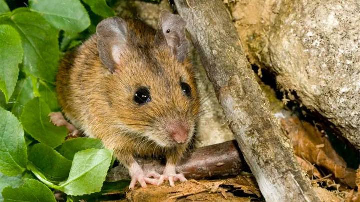 Bariloche: murió el hombre que había dado positivo de hantavirus
