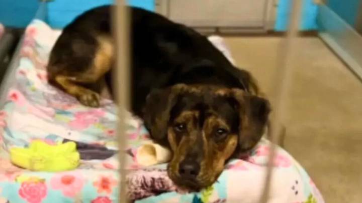 Connecticut Pup Once Rescued From Tragedy Faces Another Setback When His New Family Walks Away