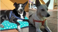 Buscan hogar de tránsito para los perros del "Gitano", internado tras un ACV