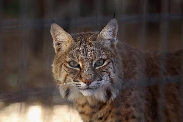 Indiana Reopens Bobcat Trapping Season After 56 Years