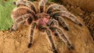 Meet The Rose Hair Tarantula: Pink, Predatory, And Popular As A Pet