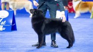 North Carolina trainer and Belgian Sheepdog win 'Best in Show' at National Dog Show
