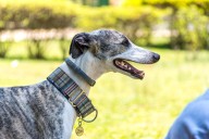 9 Best Dry Dog Foods for Greyhounds