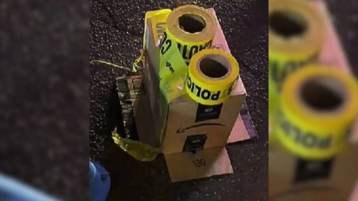 New York Rescue Mission Reveals A Rare Feathered Guest Far From Home