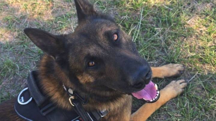 Dos perros policía de Santa Fe fueron campeones nacionales en búsqueda de drogas