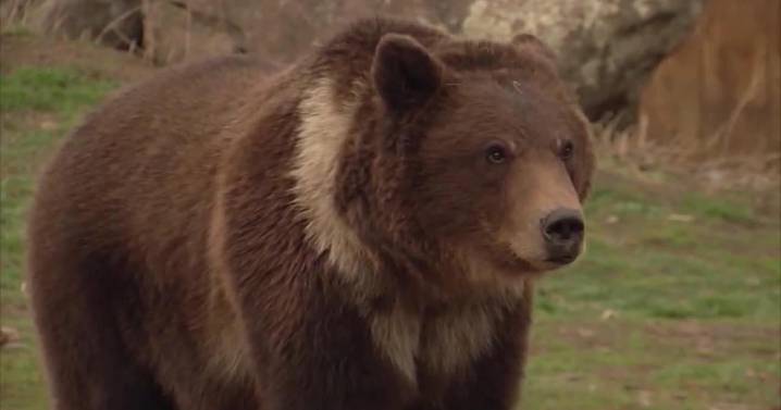 Grizzly bear attack in British Columbia injures 11, bear still at large