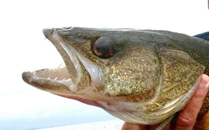 DNR keeps walleye limit at three for winter on Mille Lacs Lake