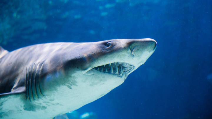 'Biggest Ever' Great White Shark Resurfaces Off US Coast