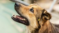 Karnataka announces Rs 5 lakh compensation for fatal dog-bite victims, Rs 5,000 for injured