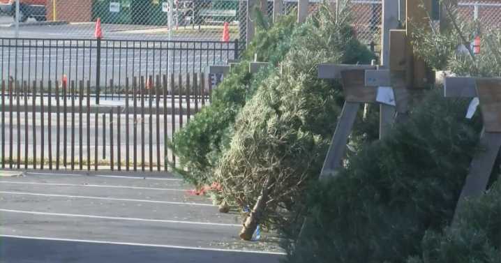 Support local youth with Lafayette Noon Optimist Club's annual Christmas tree sales