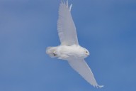 Joly: Avian flu taking huge toll on North American wildlife