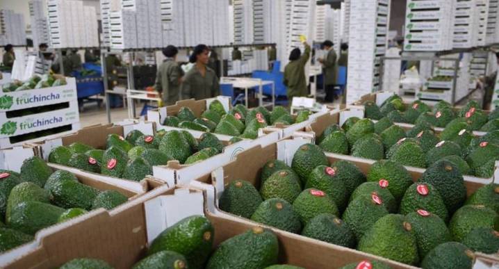 Las agroexportaciones peruanas siguen creciendo a pesar de aranceles impuestos por Estados Unidos l agroexportaciones