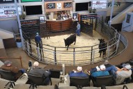 ‘Sky is done falling,’ North Dakota rancher says of dropping cattle prices