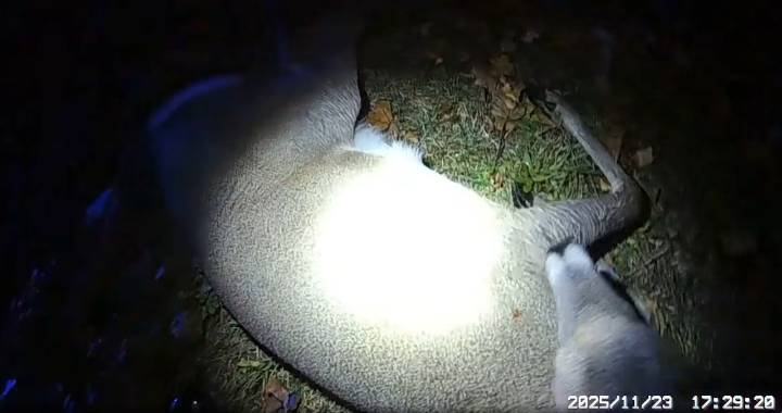 Police chief says watch the video after N.J. officer is accused of being ‘insensitive’ after a deer is hit by a car