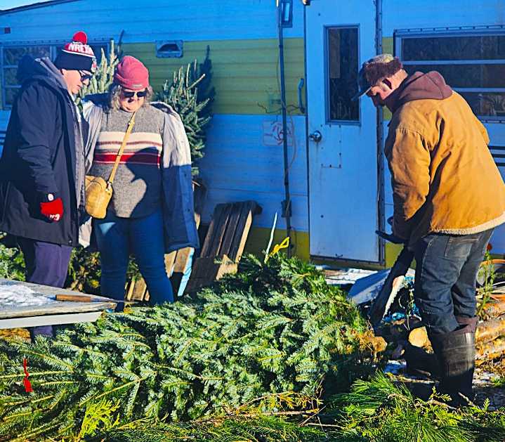 Christmas celebrants stay real with fresh conifers from Belleville tree stand