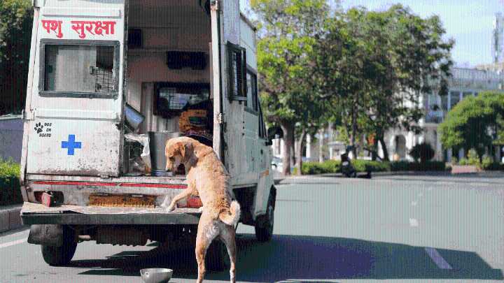 SC order on stray dogs is like Tughlaq’s march to Daulatabad—grand in tone, empty in substance