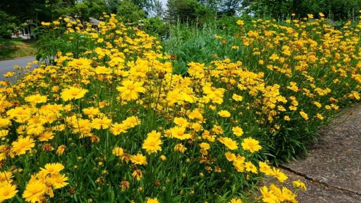 La planta que llena de flores el jardín desde la primavera hasta el verano y tolera calor, viento y sequía