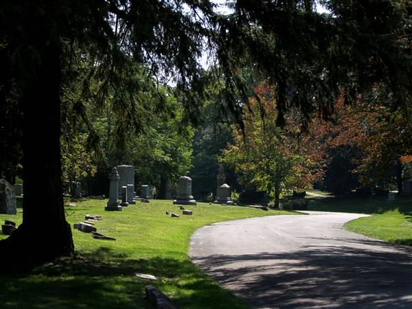 Learn to identify trees during walk at Woodlawn Cemetery