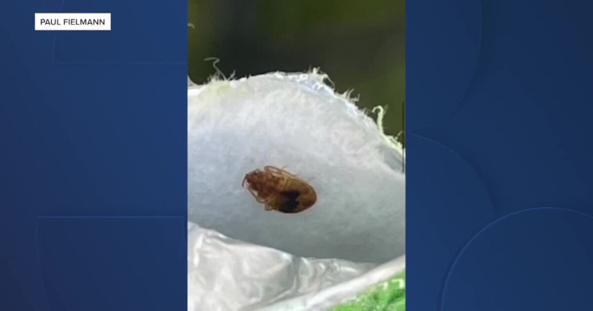 Urban Affairs Committee to revisit bed bug concerns in public housing