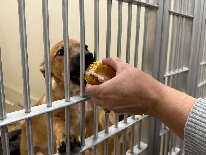Portland baker donates 110 ‘pupcakes’ to shelter dogs for Thanksgiving