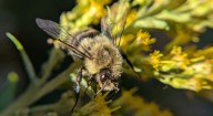 Like us, hardy in the face of a chill, the common eastern bumblebee keeps working into the fall