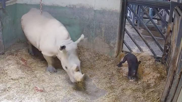 VÍDEO: Narran en directo el nacimiento de un bebé rinoceronte