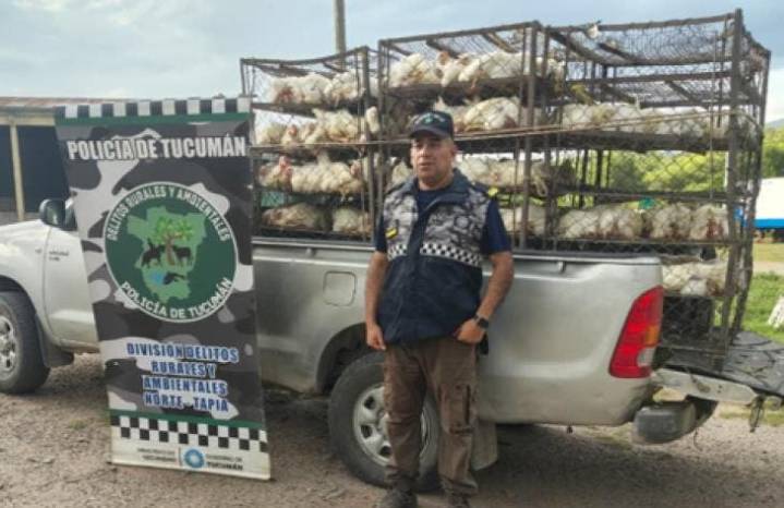 Insólito: trasladaba en camioneta 200 gallinas en tres jaulas