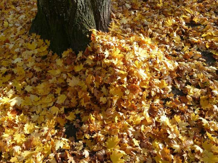 City of Circleville Announces 2025 Fall Leaf Collection Schedule