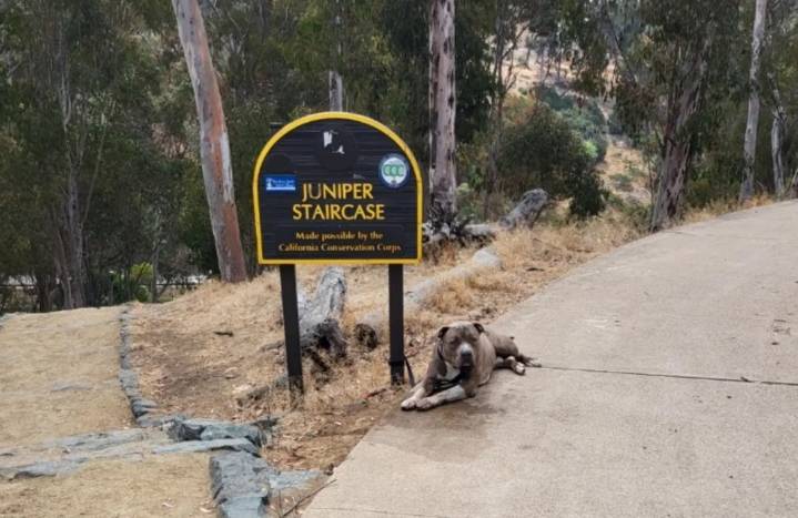 Pit Bull Tied To A Park Sign In California Finds Hope After Heartbreaking Note
