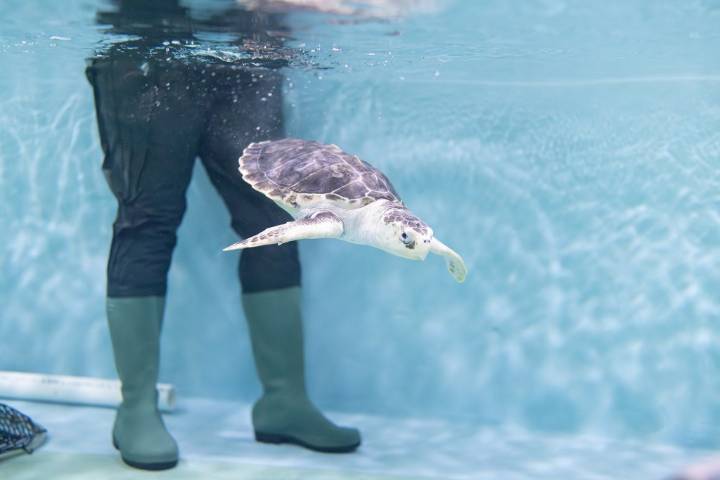 National Aquarium start neighborhood contest to several