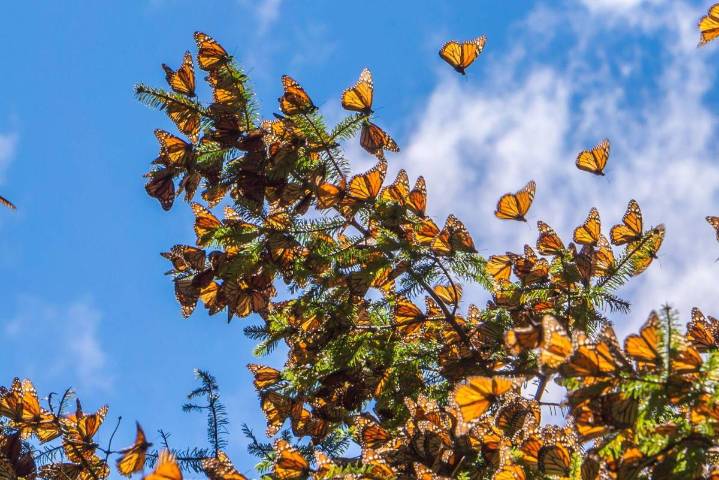 ¡Histórico! Desde Canadá, llegan a México las primeras mariposas monarcas con chip transmisor