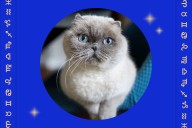 Which Cat Breed You Should Get, According to Your Zodiac Sign