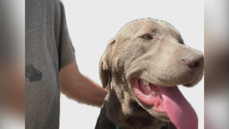 Modesto councilmember calls for changes at Stanislaus Animal Services Agency