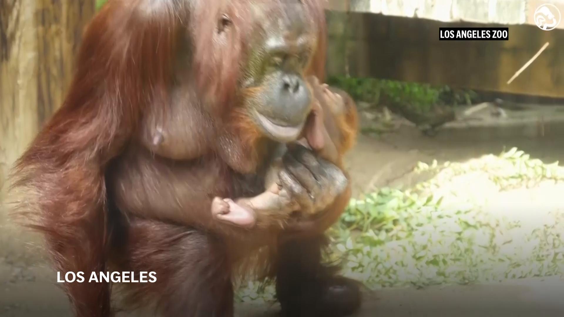 Endangered Bornean orangutan born at the Los Angeles Zoo
