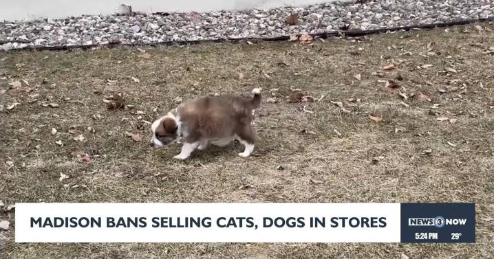 New Madison ordinance takes aim at puppy mills by banning sale of cats, dogs in pet stores