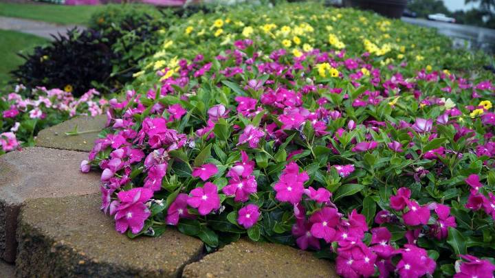 Cinco plantas que florecen en noviembre y duran hasta marzo