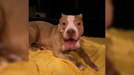 New Jersey Dog’s Heart Breaks After Being Abandoned In The Dark Of Night