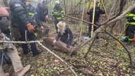 Rescue crews save deer from 10-foot well in Niagara County