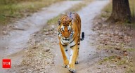 Tiger and lion safaris temporarily shut at Jaipur’s Nahargarh Biological Park after vehicle mishap